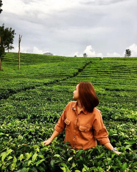 Kebun Teh Bahbutong Sidamanik